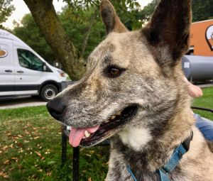 Skywalker Cattle Dog Dog