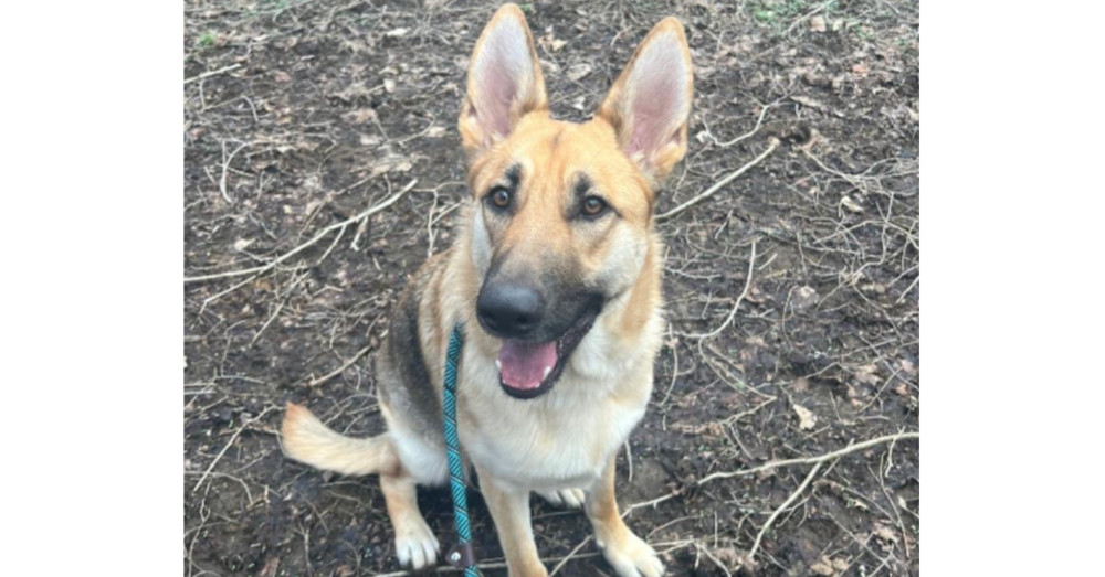 Minnie, an adoptable German Shepherd Dog in Suamico, WI, 54173 | Photo Image 1