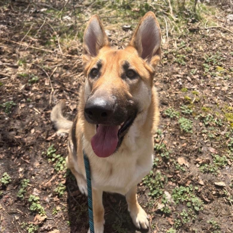 Minnie, an adoptable German Shepherd Dog in Suamico, WI, 54173 | Photo Image 2