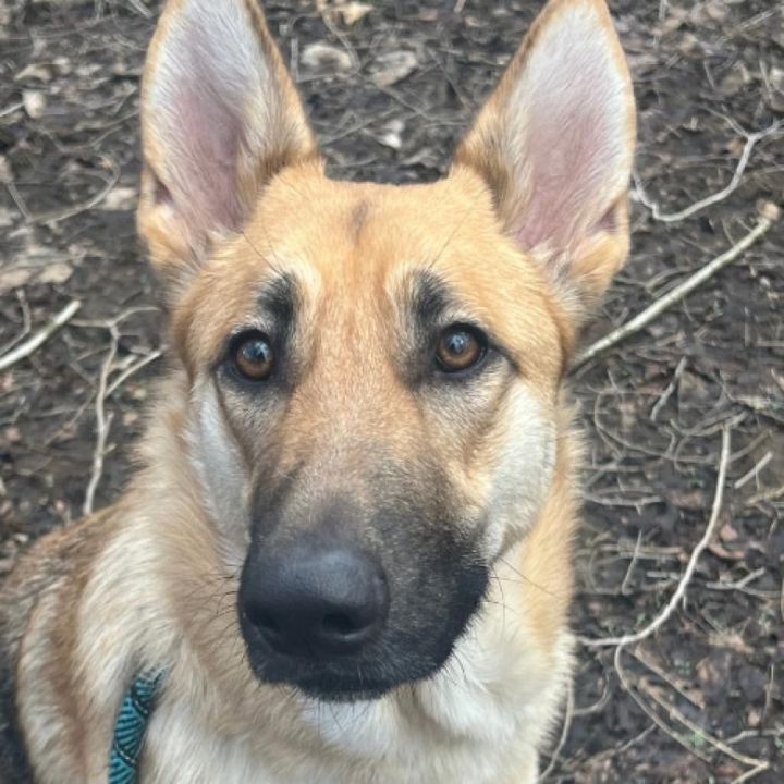 Dog for adoption - Minnie, a German Shepherd Dog in Suamico, WI | Petfinder