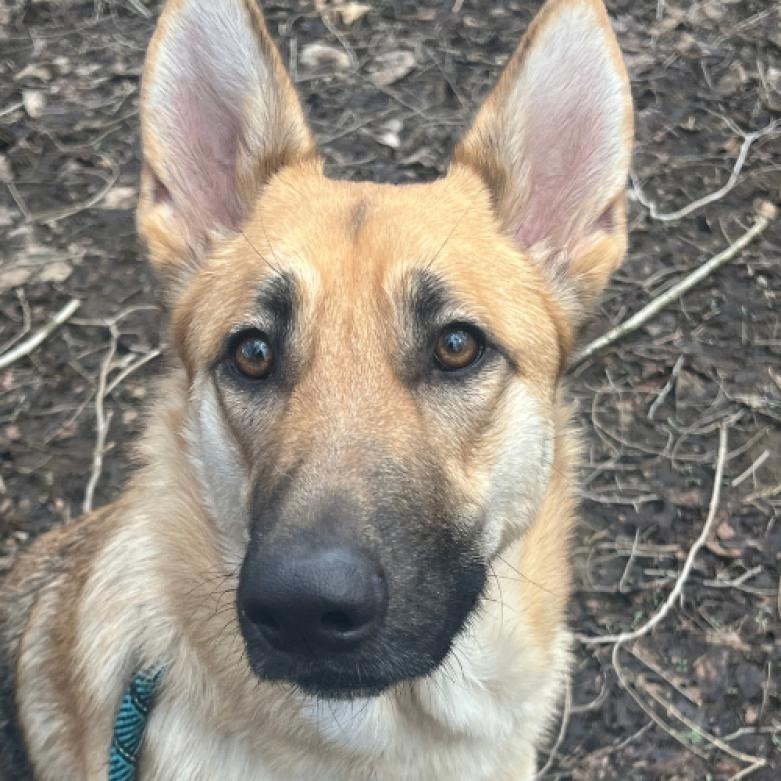 Minnie, an adoptable German Shepherd Dog in Suamico, WI, 54173 | Photo Image 3