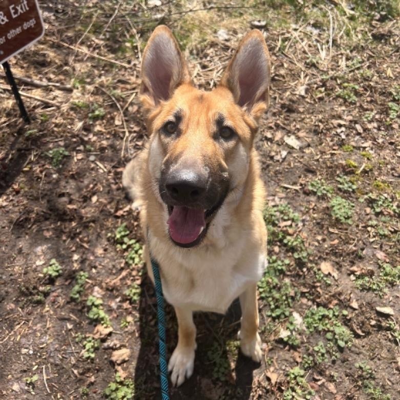 Minnie, an adoptable German Shepherd Dog in Suamico, WI, 54173 | Photo Image 4