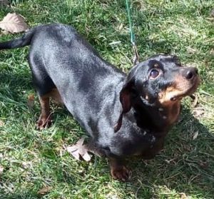 Petfinder best sale miniature dachshund