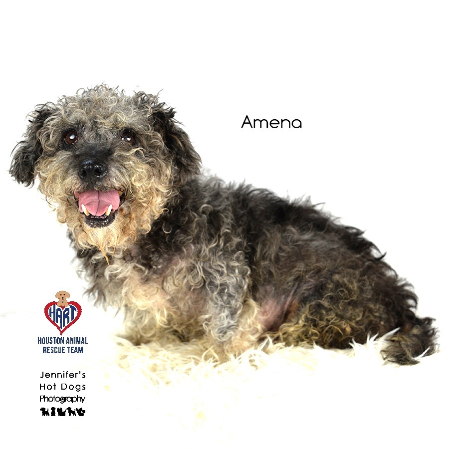 Amena, an adoptable Poodle, Schnauzer in Tomball, TX, 77377 | Photo Image 2