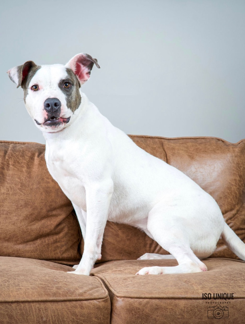 Bonny, an adoptable Pit Bull Terrier in Green Bay, WI, 54313 | Photo Image 3