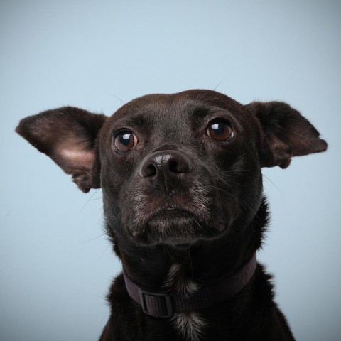 Vico, an adoptable Mixed Breed in Guaynabo, PR, 00969 | Photo Image 1
