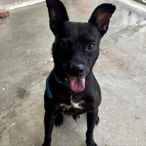 Vico, an adoptable Mixed Breed in Guaynabo, PR, 00969 | Photo Image 2