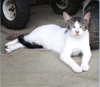 Aiko, an adoptable Domestic Short Hair in Nashville, GA, 31639 | Photo Image 1