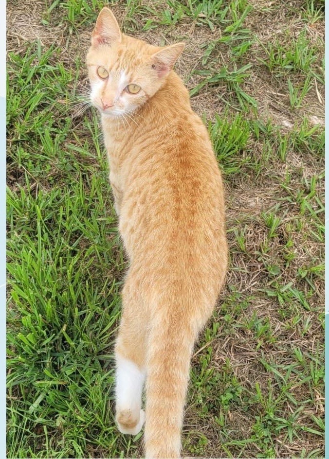 Astro, an adoptable Domestic Short Hair in Nashville, GA, 31639 | Photo Image 1