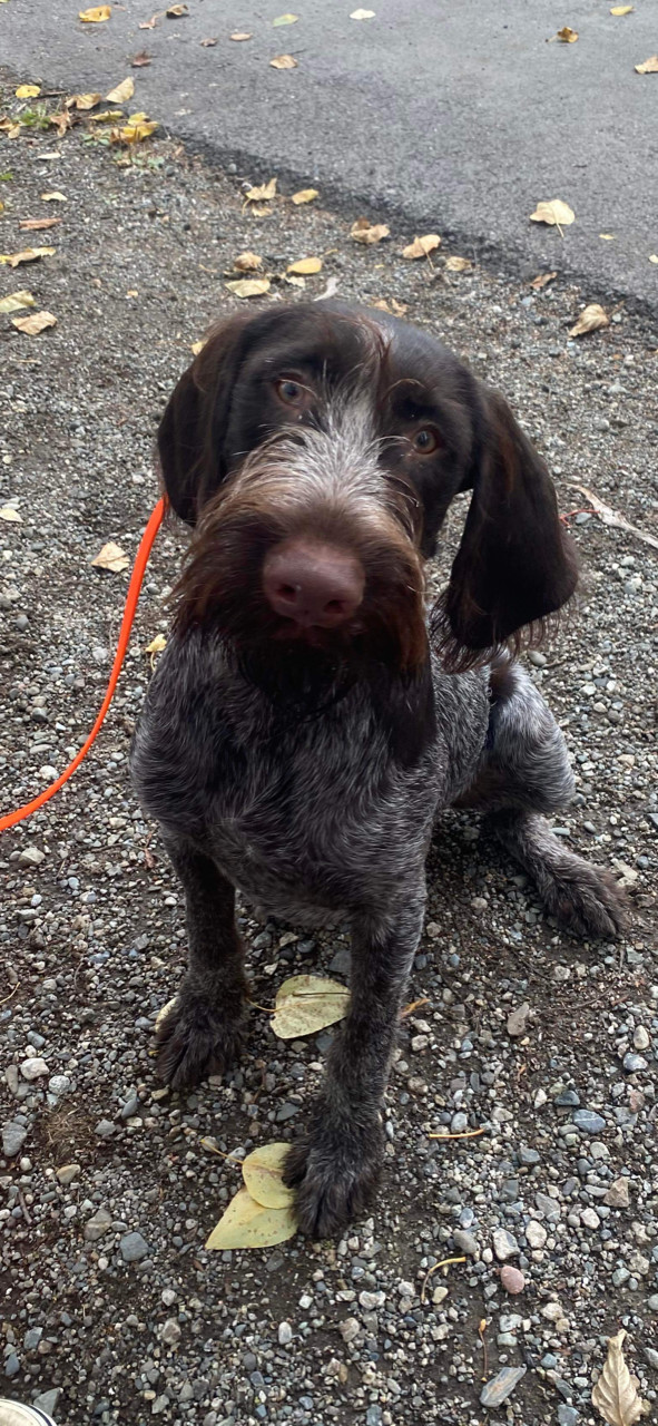 Dutch, an adoptable German Wirehaired Pointer in Anchorage, AK, 99503 | Photo Image 1