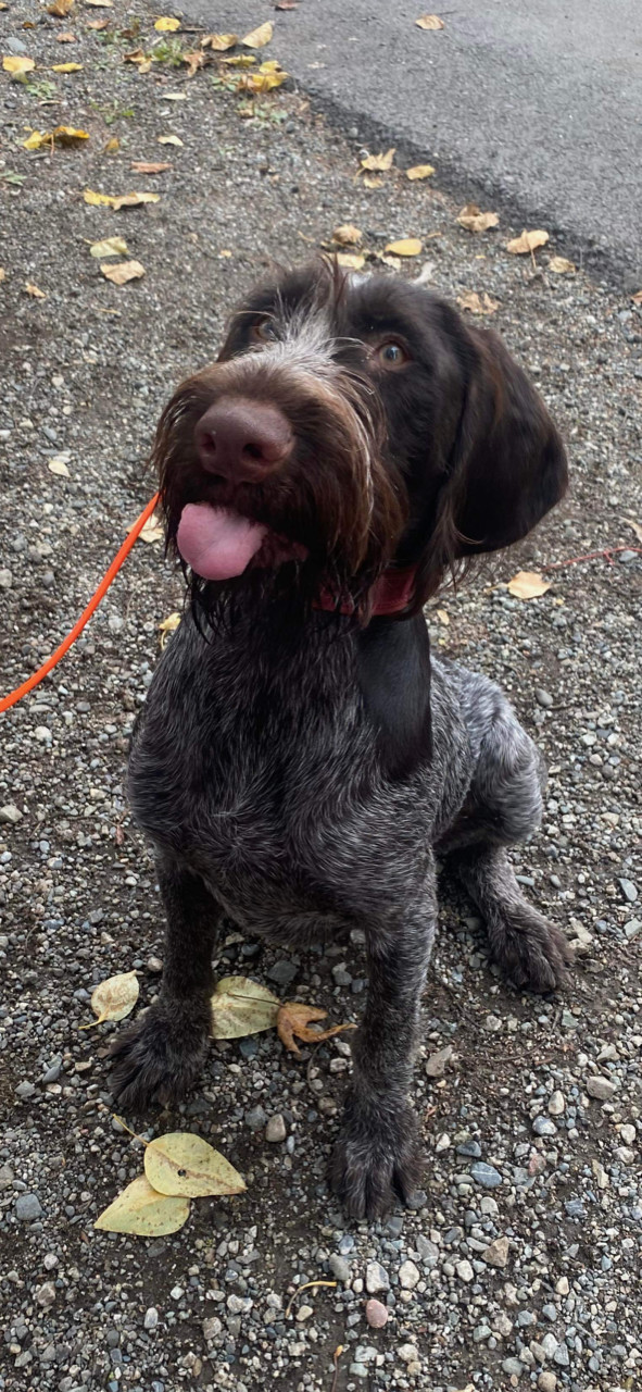 Dutch, an adoptable German Wirehaired Pointer in Anchorage, AK, 99503 | Photo Image 2