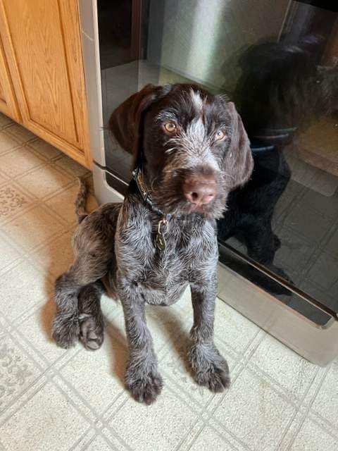 Dutch, an adoptable German Wirehaired Pointer in Anchorage, AK, 99503 | Photo Image 3