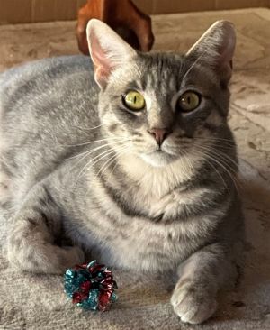 Kahlua Tabby Cat