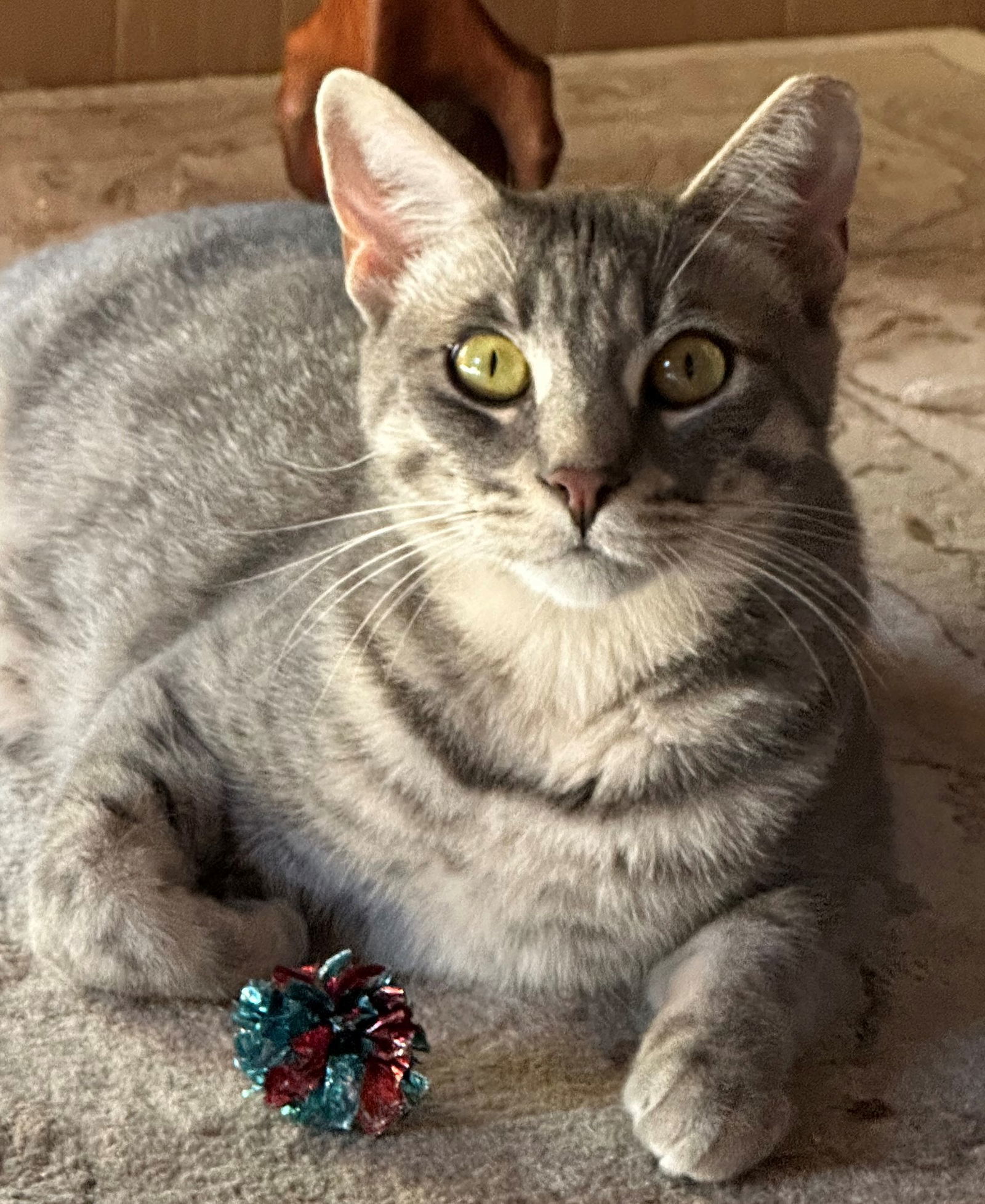 Kahlua, an adoptable Tabby in Palo Alto, CA, 94306 | Photo Image 1