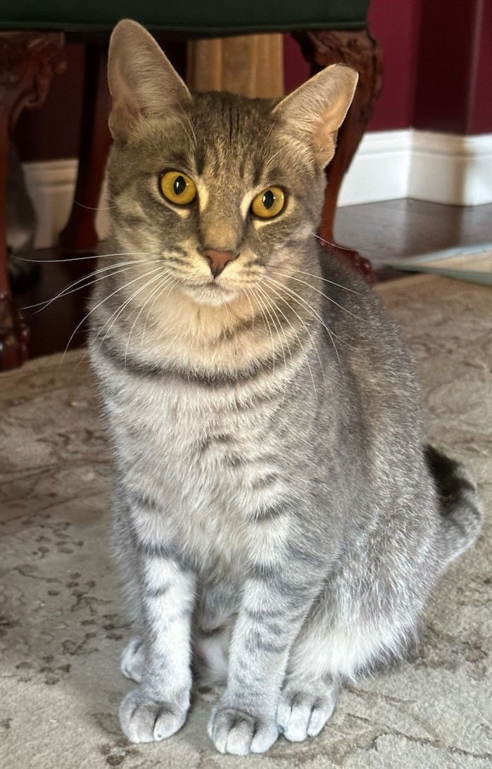 Kahlua, an adoptable Tabby in Palo Alto, CA, 94306 | Photo Image 2