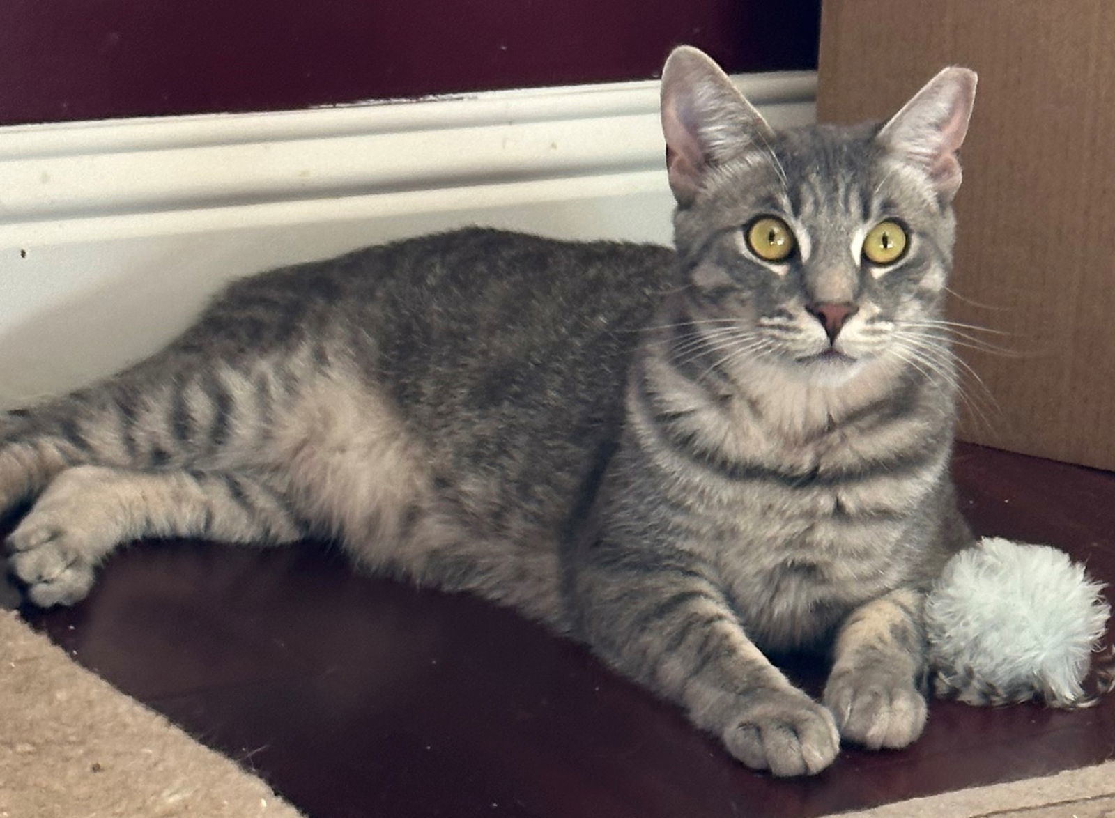 Kahlua, an adoptable Tabby in Palo Alto, CA, 94306 | Photo Image 3