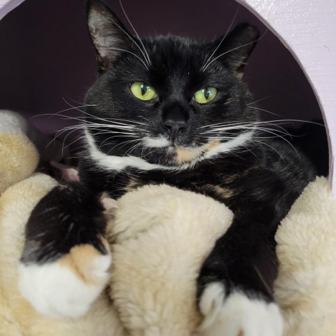 Kitty Softpaws, an adoptable Domestic Short Hair in Priest River, ID, 83856 | Photo Image 1