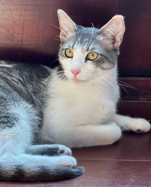 Amaretto Tabby Cat