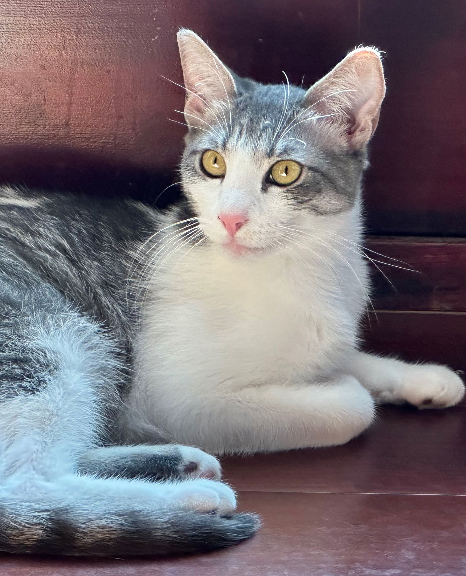 Amaretto, an adoptable Tabby in Palo Alto, CA, 94306 | Photo Image 1