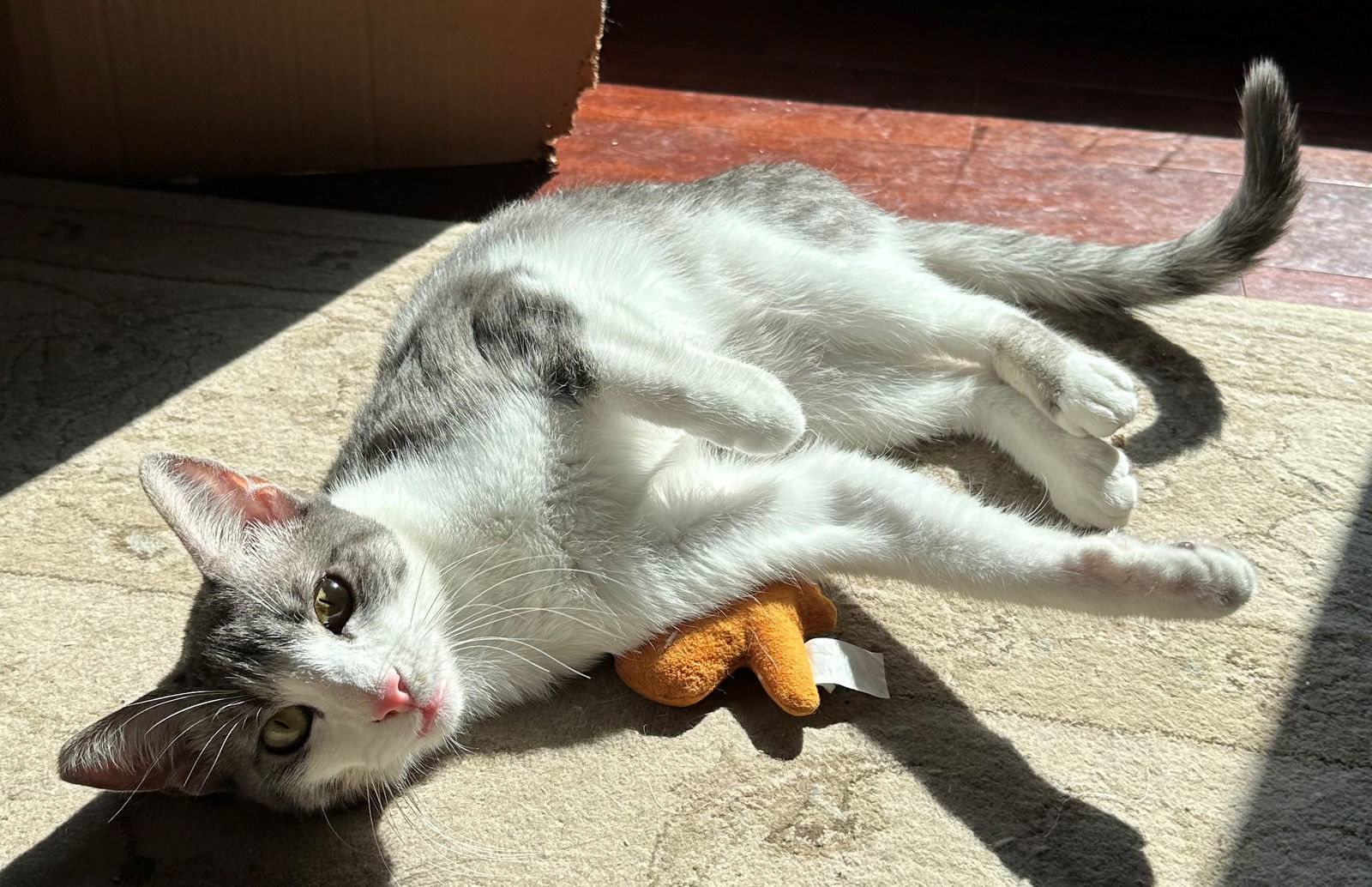 Amaretto, an adoptable Tabby in Palo Alto, CA, 94306 | Photo Image 2