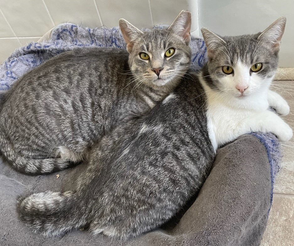 Amaretto, an adoptable Tabby in Palo Alto, CA, 94306 | Photo Image 3