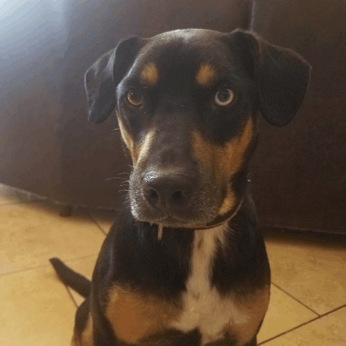 Rottweiler beagle best sale shepherd mix