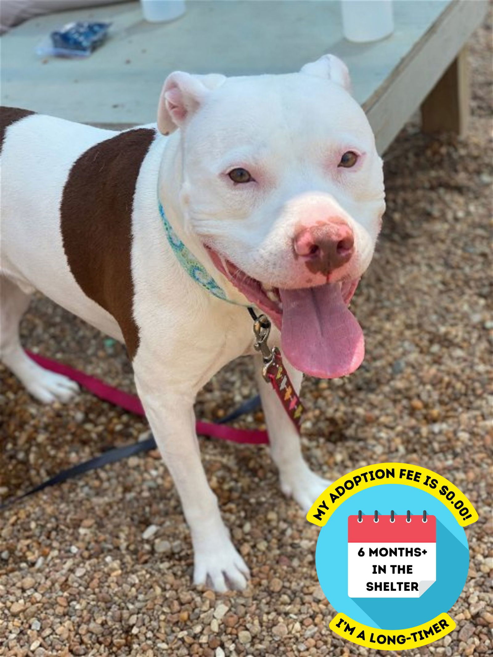 2402-0459 Bear, an adoptable Pit Bull Terrier in Virginia Beach, VA, 23451 | Photo Image 1