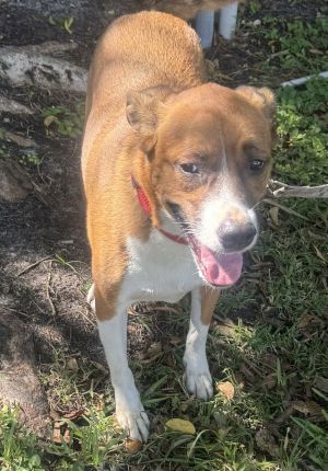 Colton, Young Male Hound
