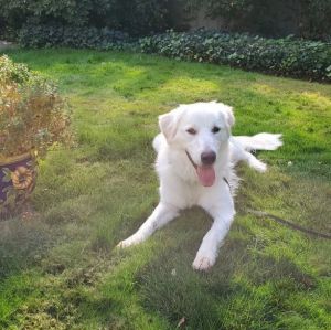 Casper 2 Year Old Male Great Pyrenees Mix 85-lbs Neutered DOB 4282022 httpsyoutubedXH5hpMr