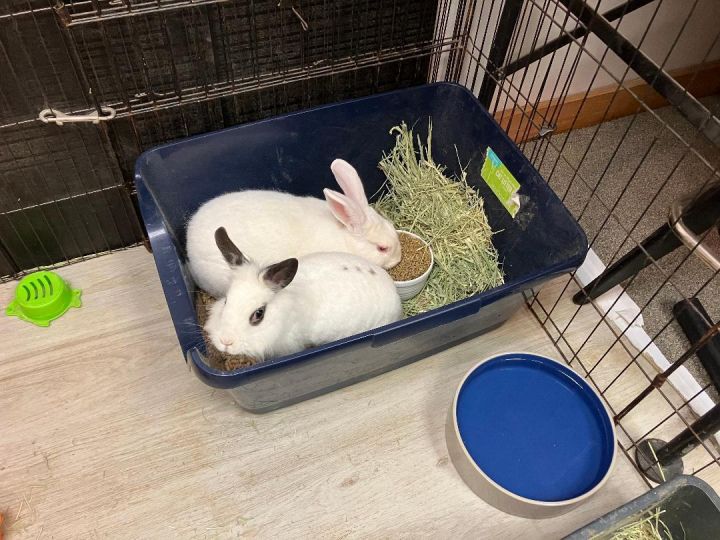 Morgan & Tabbi, an adoptable New Zealand & Lionhead Mix in Youngstown, OH_image-2