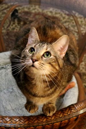 Baby Kitty is described as the sweetest love bug Very playful and especially loves laser pointers 