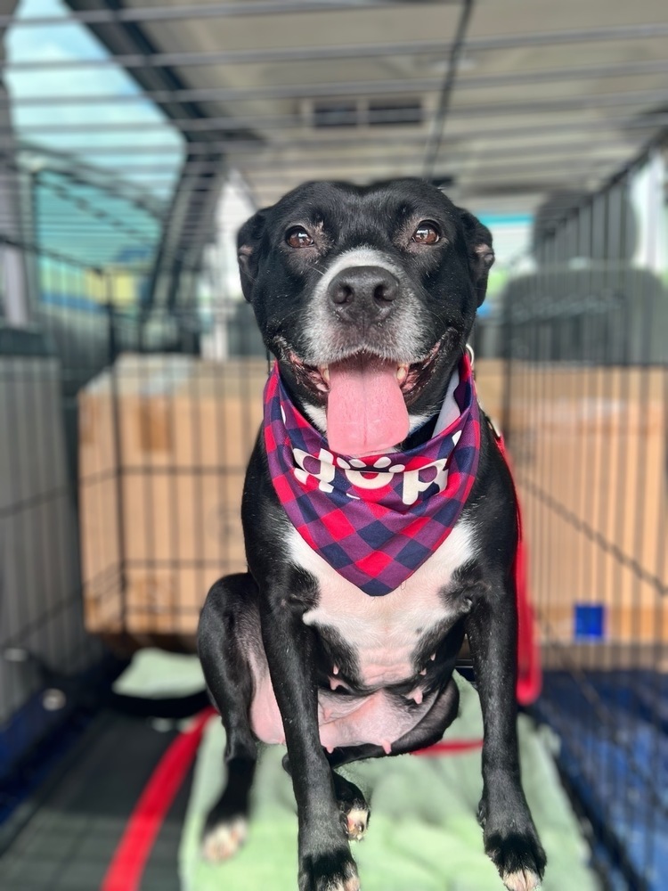 Alissa, an adoptable Labrador Retriever, American Staffordshire Terrier in Wendell, NC, 27591 | Photo Image 1