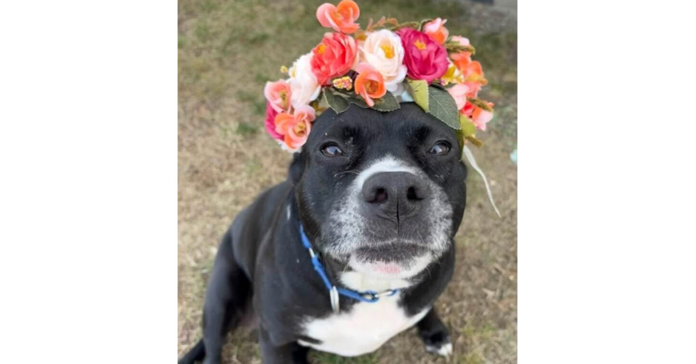 Alissa, an adoptable Labrador Retriever, Pit Bull Terrier in Wendell, NC, 27591 | Photo Image 1
