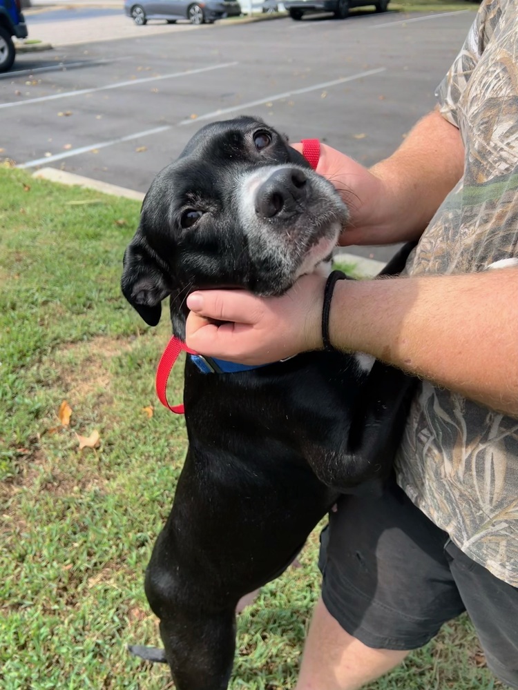 Alissa, an adoptable Labrador Retriever, American Staffordshire Terrier in Wendell, NC, 27591 | Photo Image 2