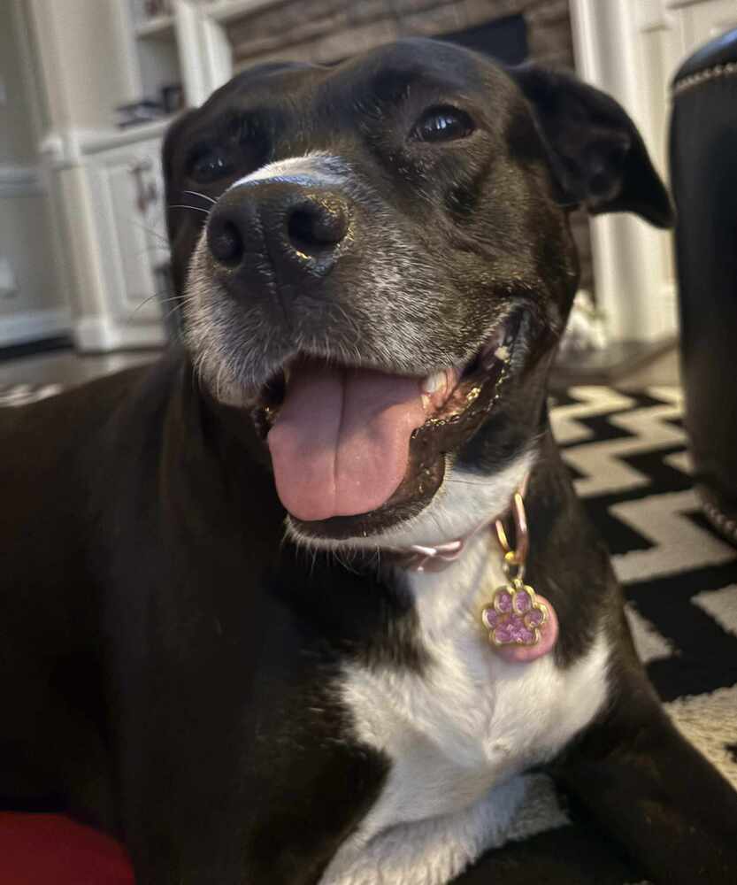 Alissa, an adoptable Labrador Retriever, Pit Bull Terrier in Wendell, NC, 27591 | Photo Image 2