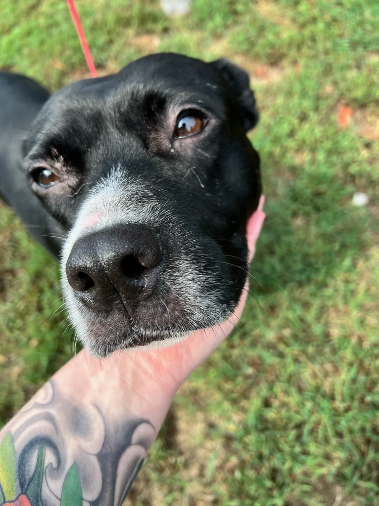 Alissa, an adoptable Labrador Retriever, American Staffordshire Terrier in Wendell, NC, 27591 | Photo Image 4