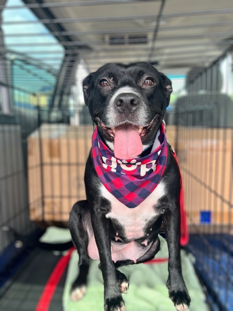 Alissa, an adoptable Labrador Retriever, Pit Bull Terrier in Wendell, NC, 27591 | Photo Image 4