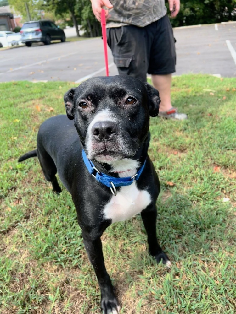 Alissa, an adoptable Labrador Retriever, American Staffordshire Terrier in Wendell, NC, 27591 | Photo Image 5