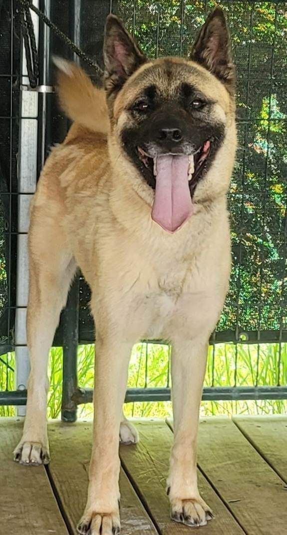 Akita belgian sale malinois mix