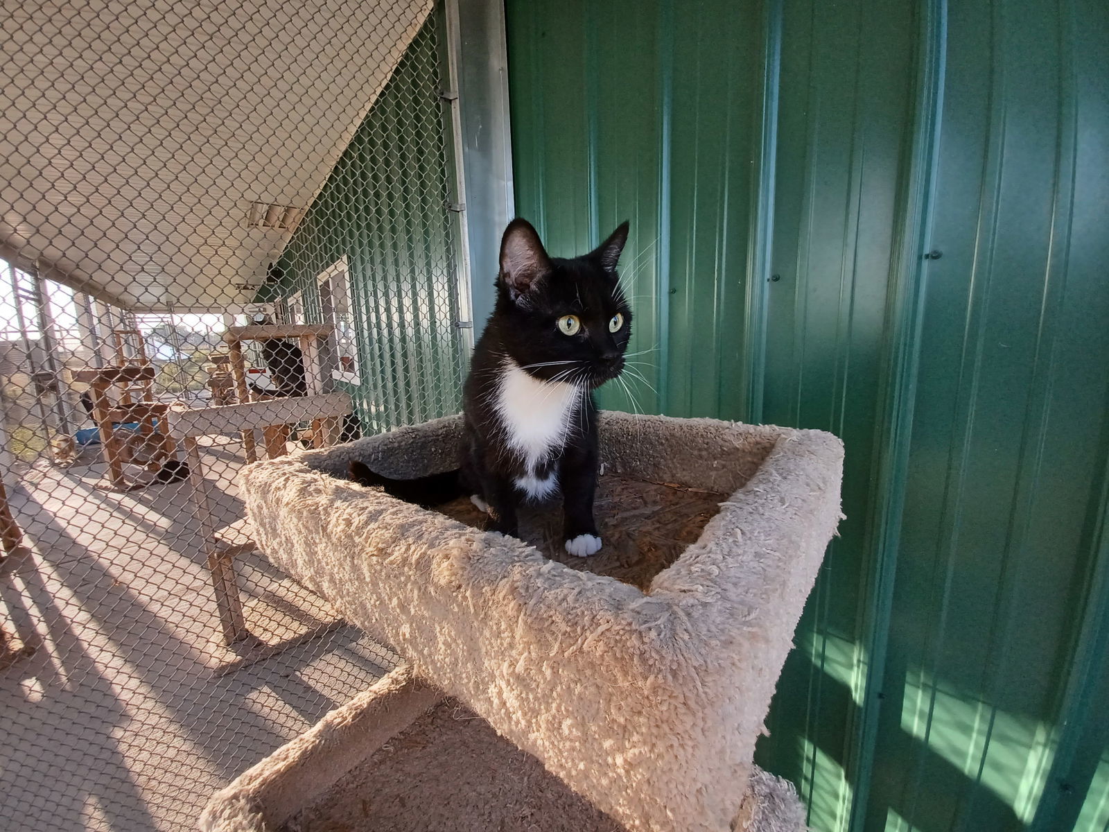 Dona, an adoptable Domestic Short Hair in Austin, MN, 55912 | Photo Image 2