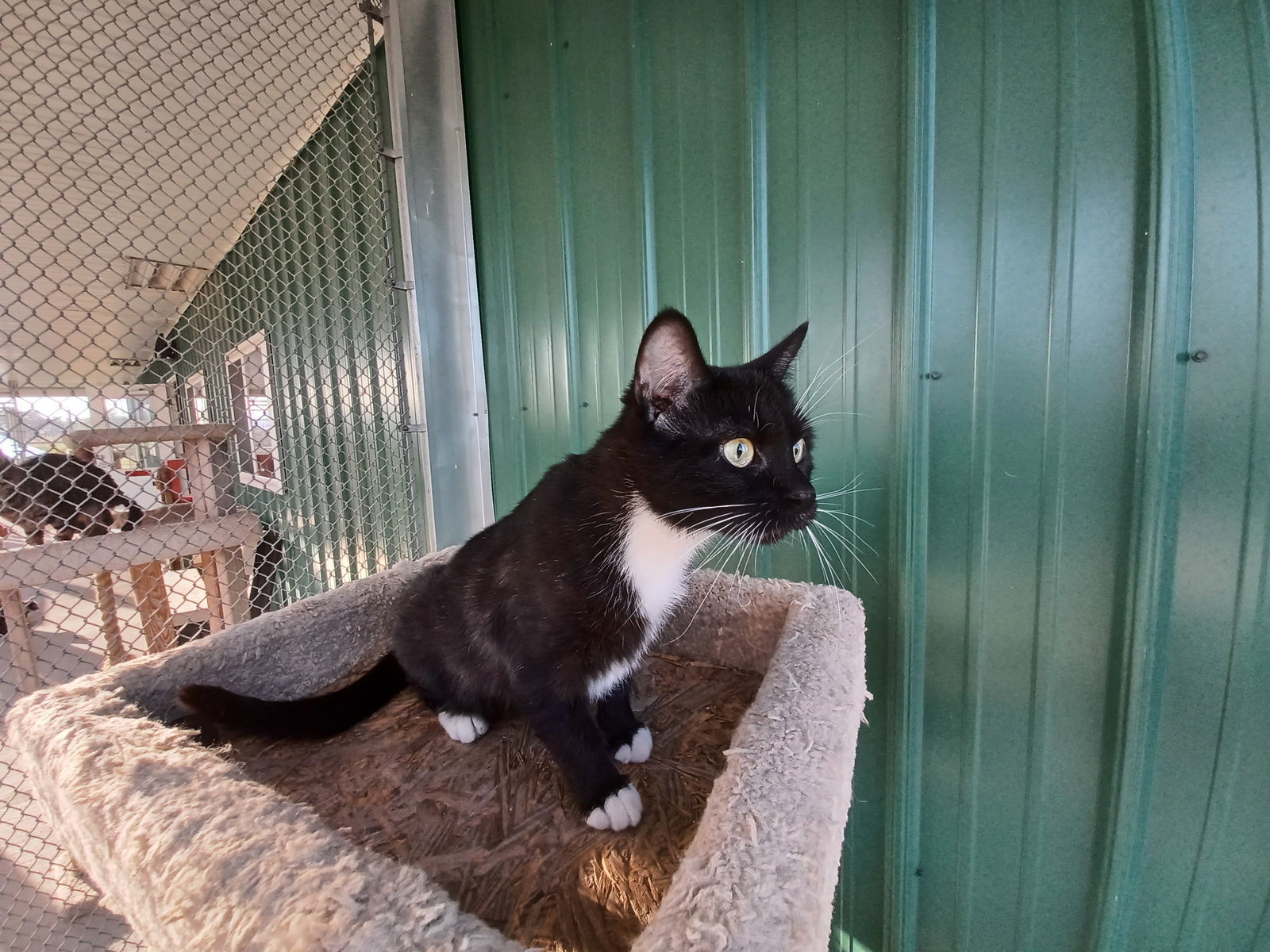 Dona, an adoptable Domestic Short Hair in Austin, MN, 55912 | Photo Image 3