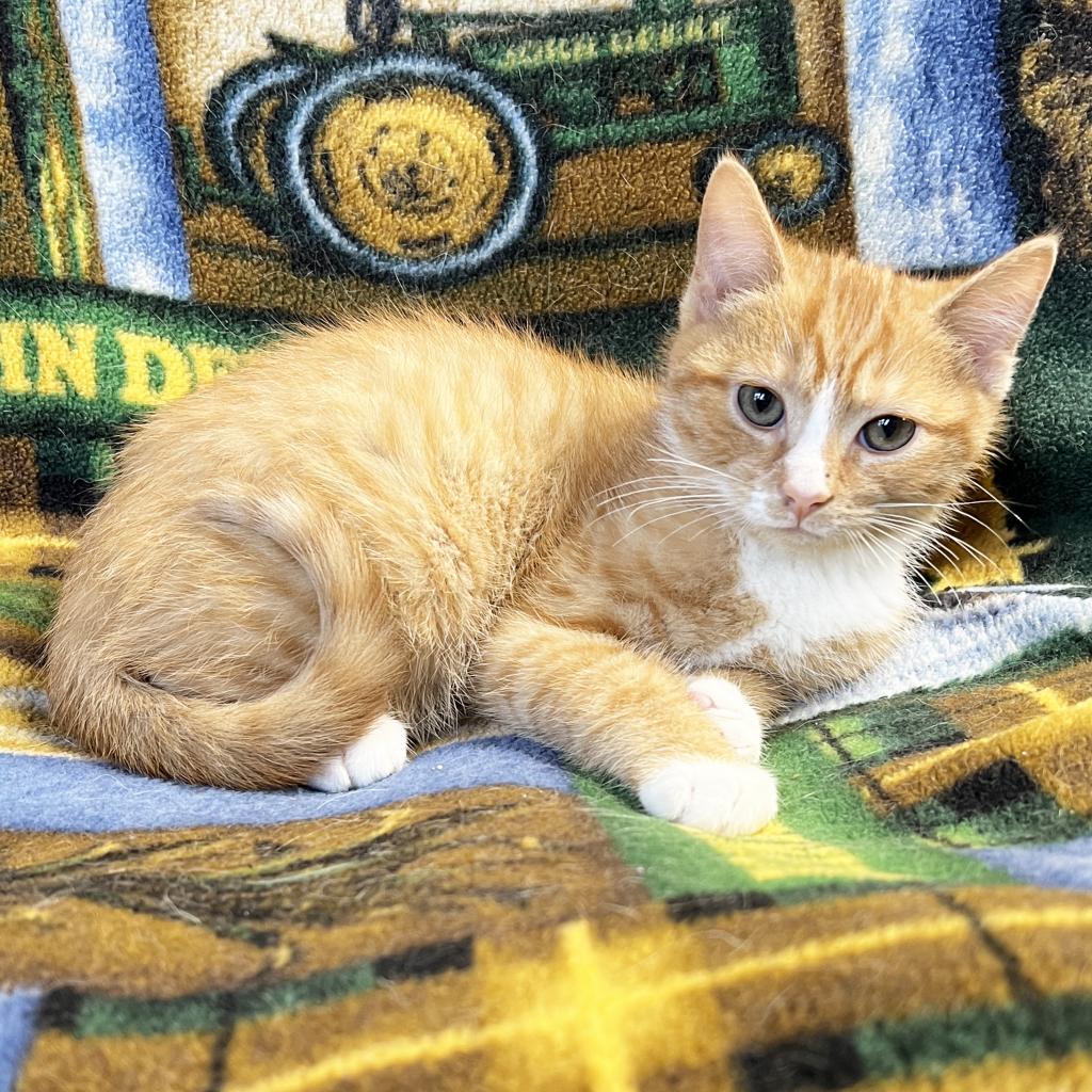 Troy-Bilt, an adoptable Domestic Short Hair in Mount Juliet, TN, 37122 | Photo Image 1