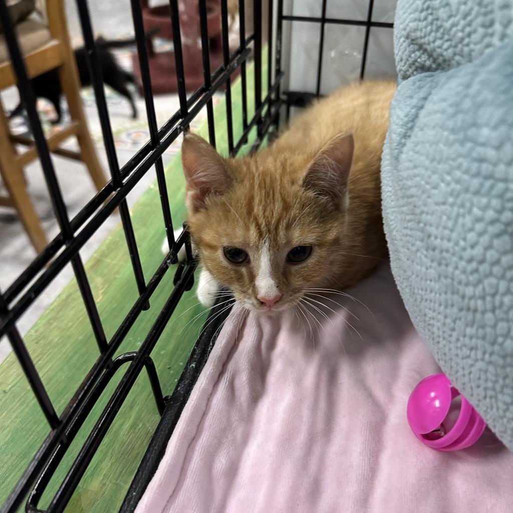 Troy-Bilt, an adoptable Domestic Short Hair in Mount Juliet, TN, 37122 | Photo Image 2