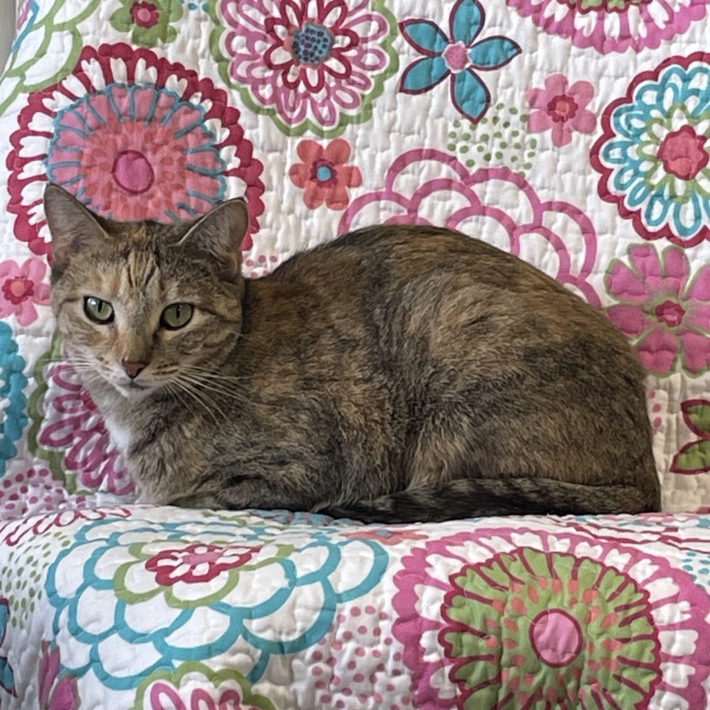 Kubota, an adoptable Domestic Short Hair in Mount Juliet, TN, 37122 | Photo Image 1