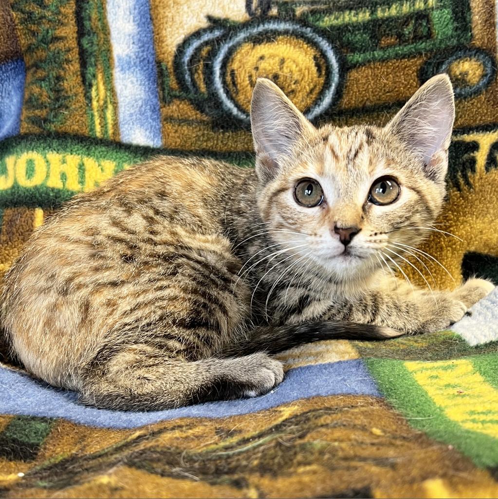 Kubota, an adoptable Domestic Short Hair in Mount Juliet, TN, 37122 | Photo Image 2