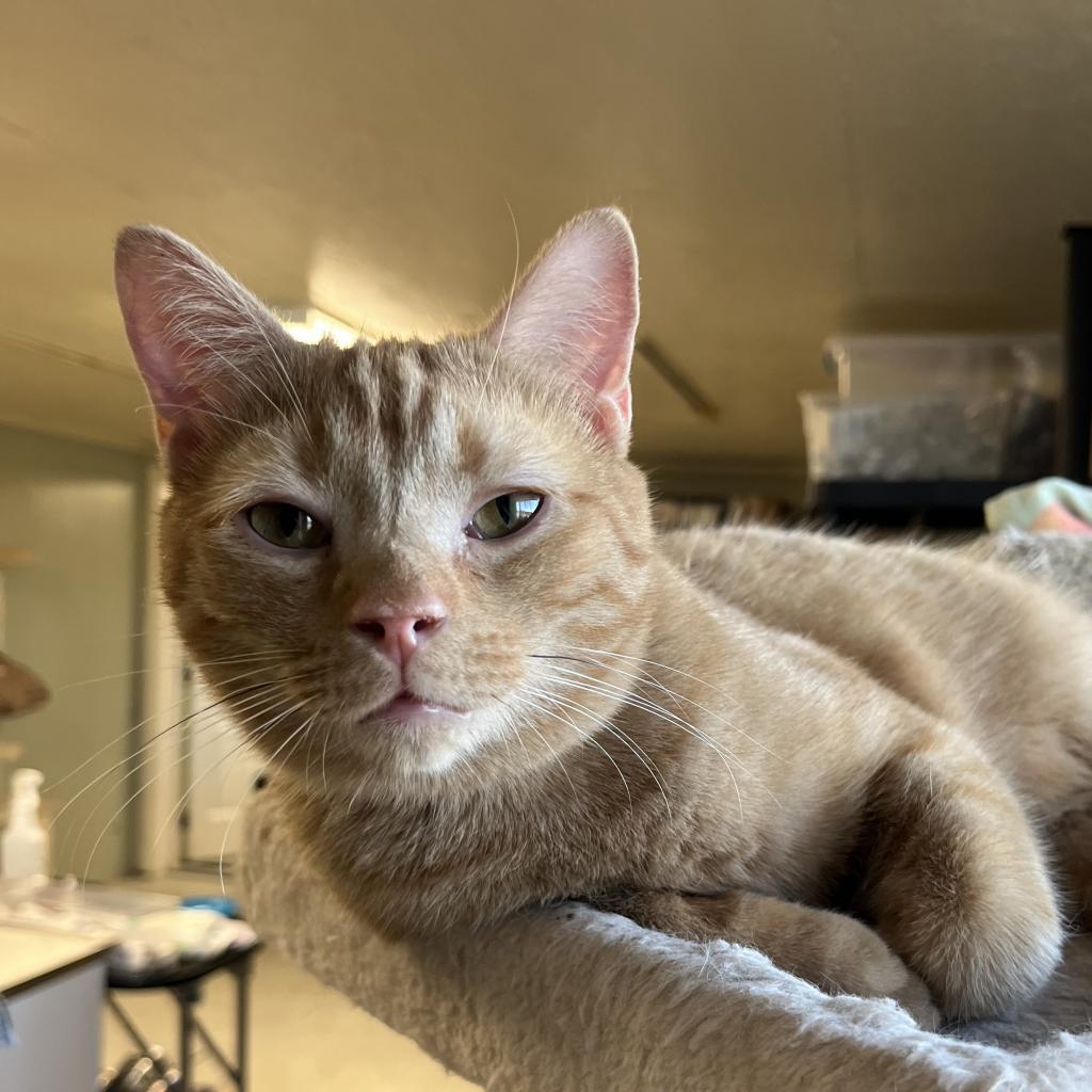 John Deere, an adoptable Domestic Short Hair in Mount Juliet, TN, 37122 | Photo Image 1