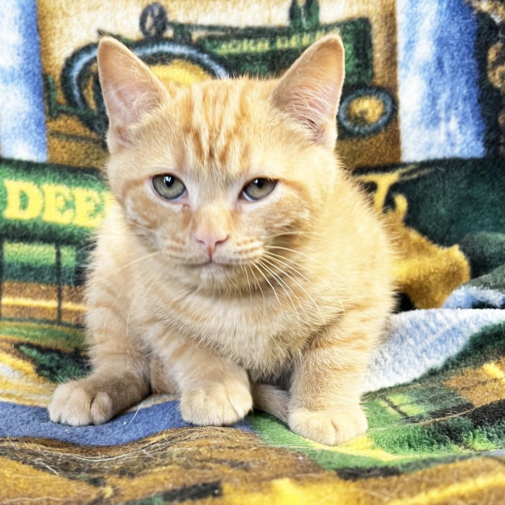 John Deere, an adoptable Domestic Short Hair in Mount Juliet, TN, 37122 | Photo Image 2