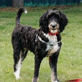 Donut , an adoptable Bernedoodle, Poodle in Hartland, WI, 53029 | Photo Image 2