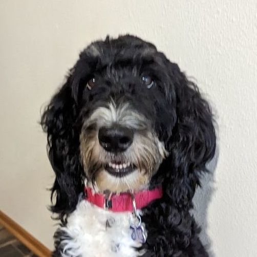Donut , an adoptable Bernedoodle, Poodle in Hartland, WI, 53029 | Photo Image 4