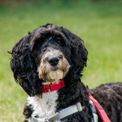 Donut , an adoptable Bernedoodle, Poodle in Hartland, WI, 53029 | Photo Image 5